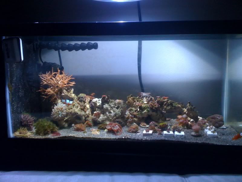 Thoughts On Live Black Sand The Reef Tank